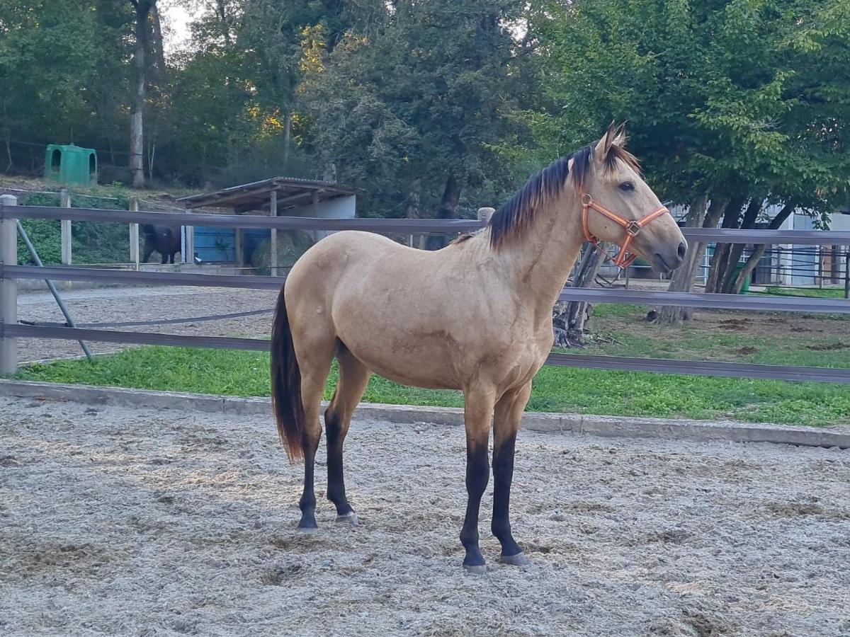 Repos Rouge-Plaisir Au Milieu Des Chevaux Apartamento Kembs Exterior foto